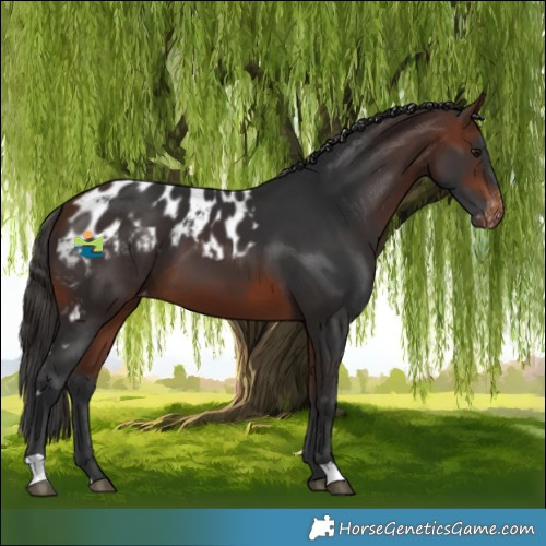 Horse Color:Bay Skewed Appaloosa 