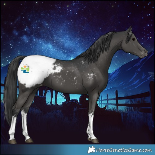 Horse Color:White Spotted Black Appaloosa 