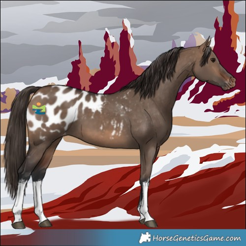 Horse Color:White Spotted Brown Dun Appaloosa