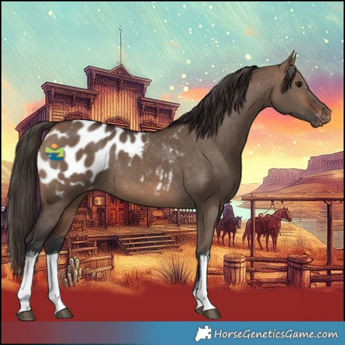 Horse Color:White Spotted Brown Dun Blanket 