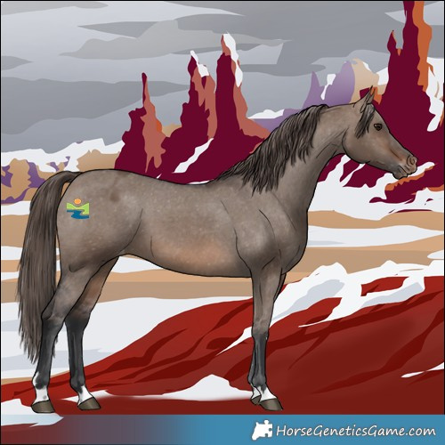 Horse Color:Brown Dun Appaloosa 