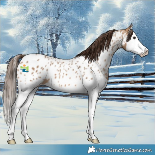Horse Color:Bay Dun Splash Appaloosa 