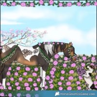 Horse Color:Buckskin Tobiano 