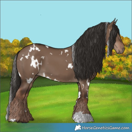 Horse Color:White Spotted Liver Red Dun 