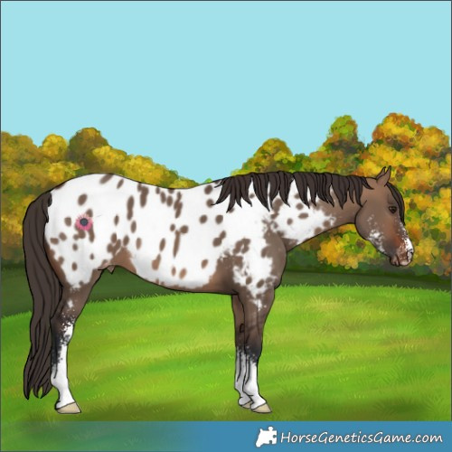 Horse Color:Brown Dun Sabino Appaloosa 
