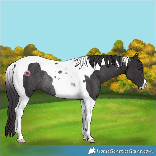 Horse Color:Smoky Black Tobiano Rabicano 