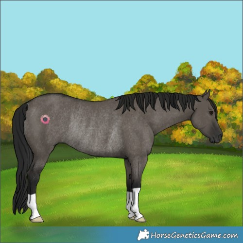 Horse Color:Gray Smoky Grullo Rabicano 