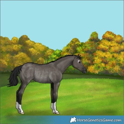 Horse Color:Gray Smoky Grullo Rabicano 