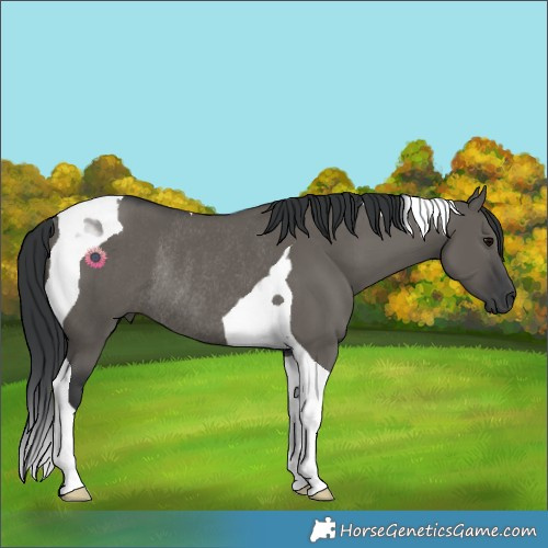 Horse Color:Grullo Tobiano Rabicano 