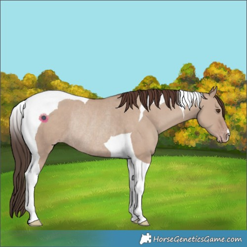 Horse Color:Classic Champagne Dun Tobiano Rabicano 