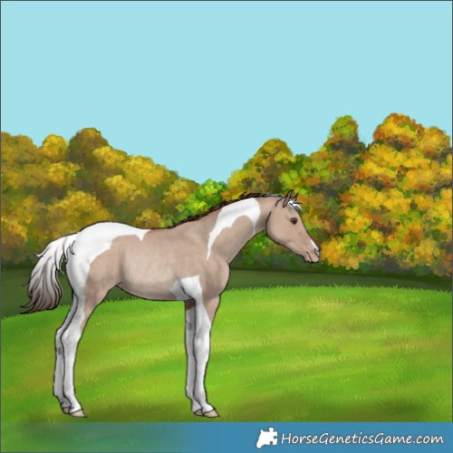 Horse Color:Classic Champagne Dun Tobiano Rabicano 