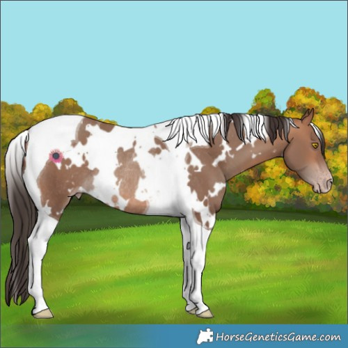 Horse Color:White Spotted Sable Champagne Tobiano Rabicano 