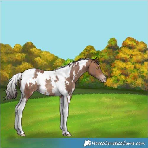 Horse Color:White Spotted Sable Champagne Tobiano Rabicano 