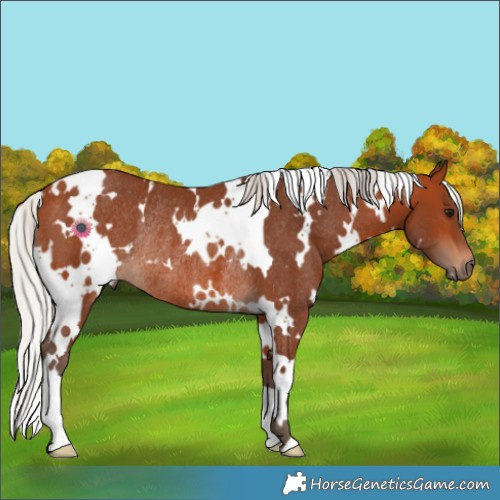 Horse Color:White Spotted Silver Bay Rabicano 