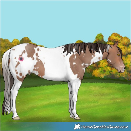 Horse Color:White Spotted Sable Champagne Tobiano 