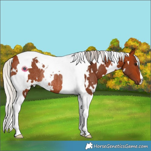Horse Color:White Spotted Silver Bay Tobiano Rabicano 