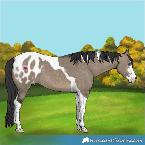 Horse Color:Brown Dun Sabino Tobiano Appaloosa 