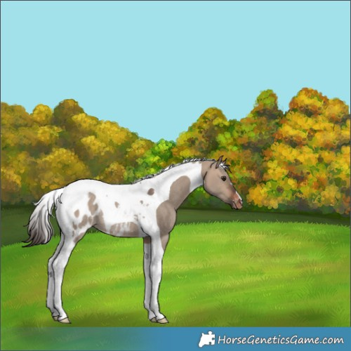 Horse Color:Bay Dun Tobiano Appaloosa Rabicano 