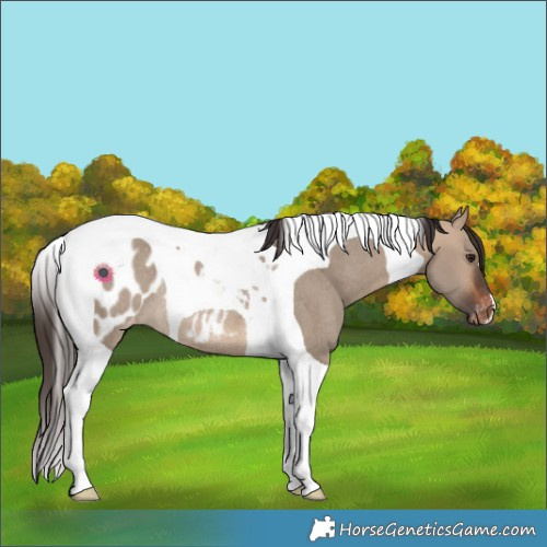 Horse Color:Bay Dun Tobiano Appaloosa Rabicano 