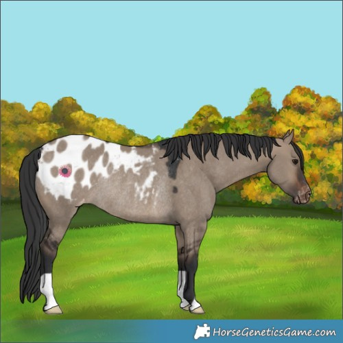 Horse Color:Brown Dun Blanket Rabicano 