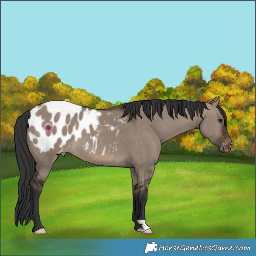 Horse Color:Brown Dun Appaloosa Rabicano 