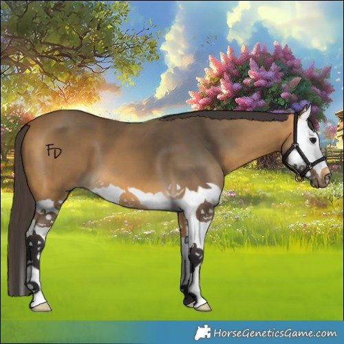 Horse Color:Buckskin Splash 