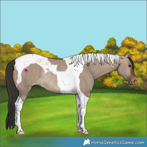 Horse Color:Bay Dun Tobiano Appaloosa Rabicano