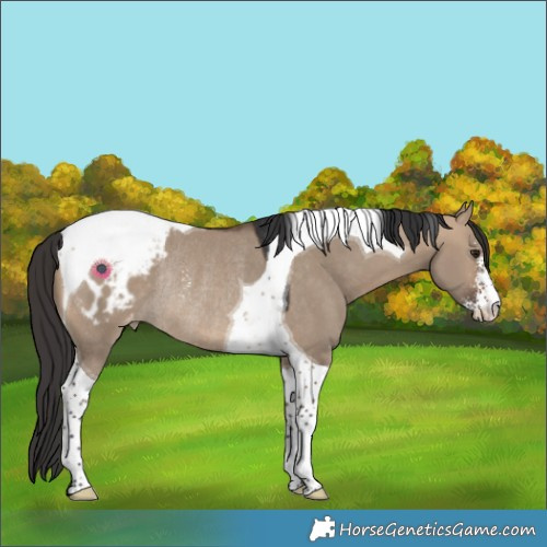 Horse Color:Bay Dun Sabino Tobiano Appaloosa Rabicano 