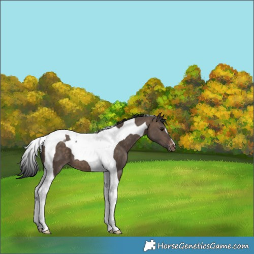 Horse Color:Brown Dun Tobiano Appaloosa 