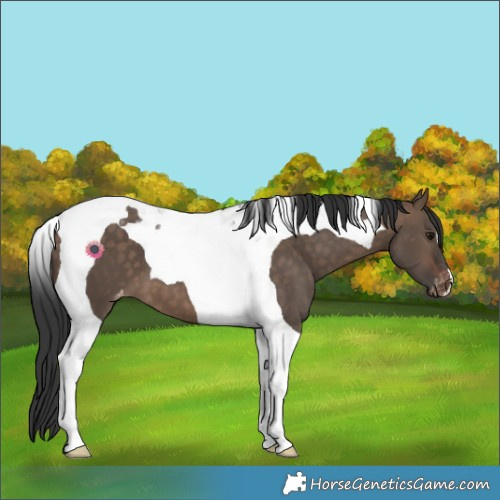 Horse Color:Brown Dun Tobiano Varnish 