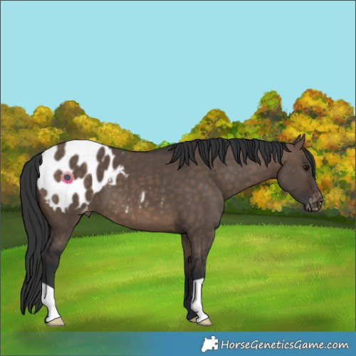 Horse Color:Brown Dun Blanket 
