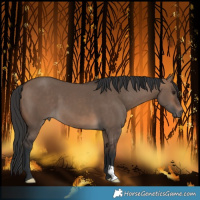 Horse Color:Brown Dun 