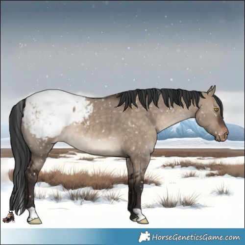 Horse Color:Brown Dun Appaloosa 