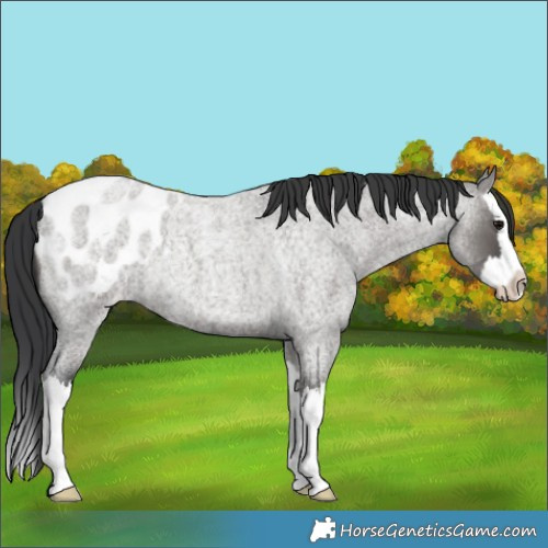 Horse Color:Grullo Roan Splash Varnish Rabicano 