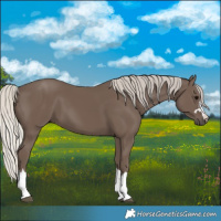 Horse Color:Silver Black