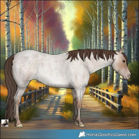 Horse Color:Classic Champagne Roan 