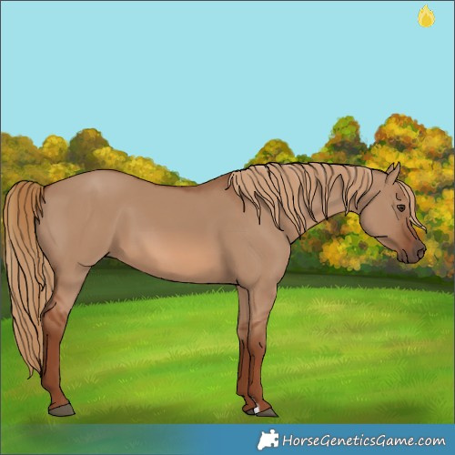 Horse Color:Red Dun 