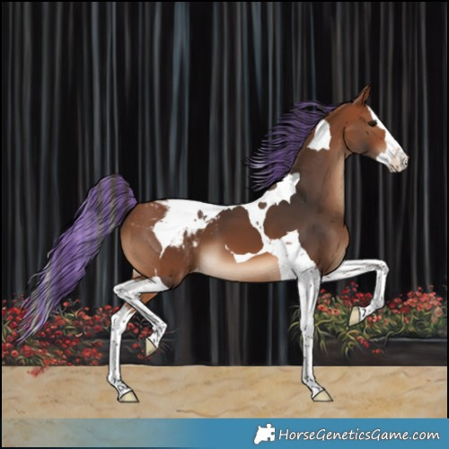 Horse Color:Painted Bay Splash Tobiano Appaloosa 