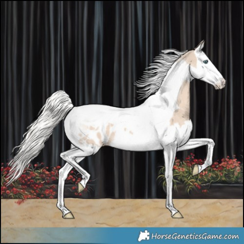 Horse Color:Cremello Splash Tobiano Appaloosa 
