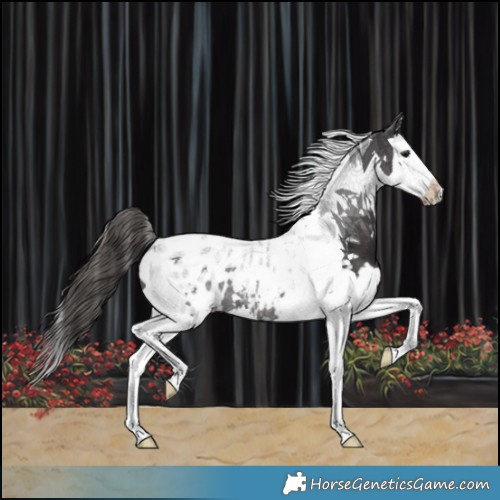Horse Color:Smoky Black Splash Tobiano Appaloosa 