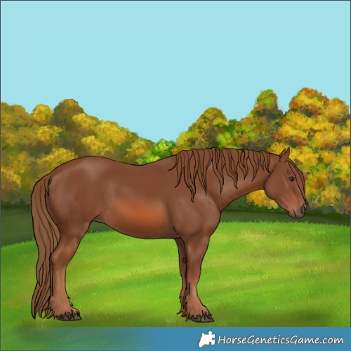 Horse Color:Chestnut 