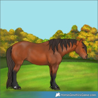 Horse Color:Bay 