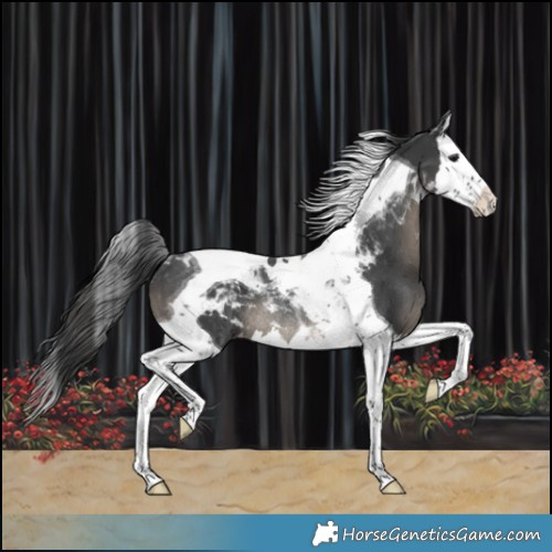 Horse Color:Black Splash Tobiano Appaloosa Rabicano 