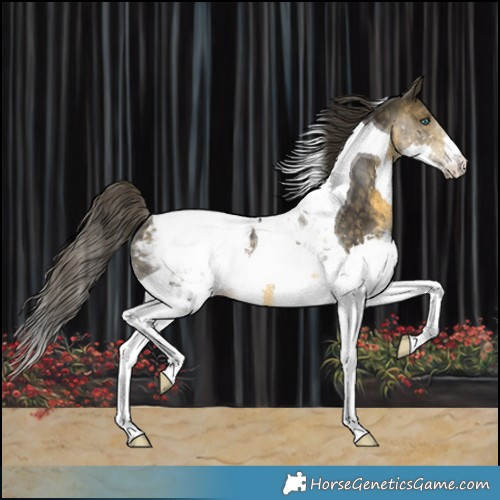 Horse Color:Buckskin Splash Tobiano Appaloosa Rabicano 
