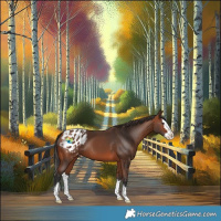 Horse Color:Bay Splash Appaloosa