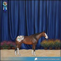 Horse Color:Bay Splash Appaloosa