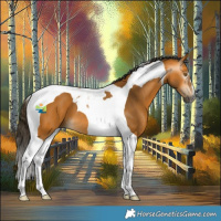 Horse Color:Gray Buckskin Tobiano