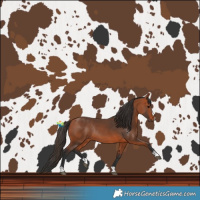 Horse Color:Bay Rabicano