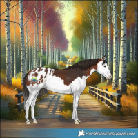Horse Color:Bay Splash Appaloosa 
