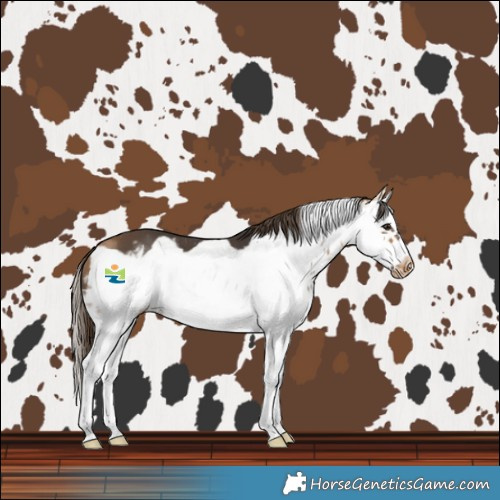 Horse Color:White Spotted Buckskin Splash Frame Varnish 